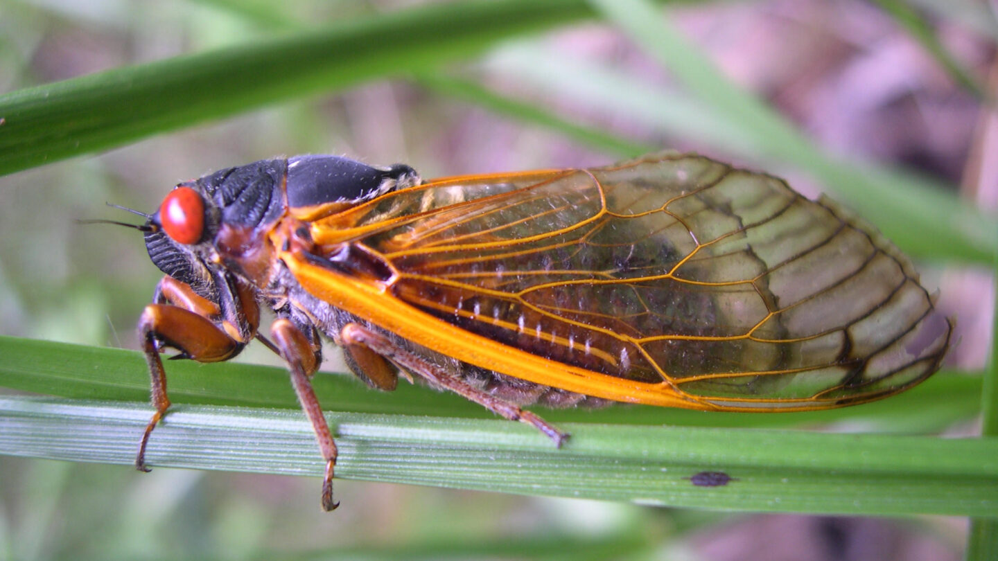 13-year cicadas set to emerge in Georgia – WABE