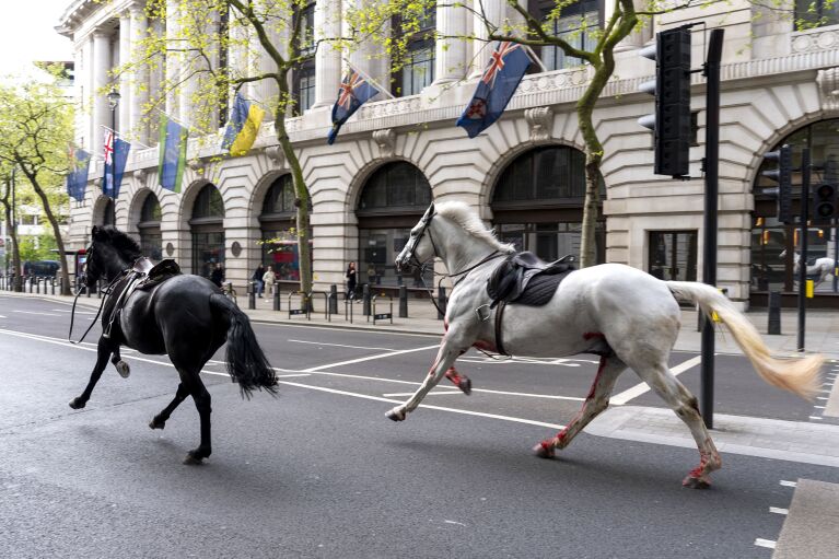 Two horses on the loose bolt through the streets of London near Aldwych, on Wednesday April 24, 2024. (Jordan Pettitt/PA via AP)