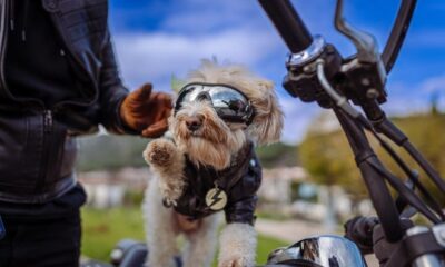 Man and his dog riding motorcycle