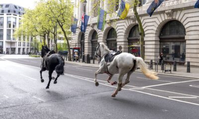 Several military horses run loose in London and injure four