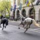 Several military horses run loose in London and injure four