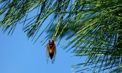 The cicadas are coming! A CU entomologist’s take on a once-in-200-years event | CU Boulder Today