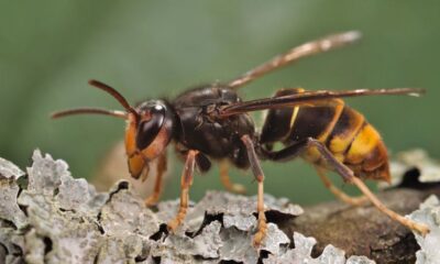 asian hornet