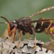 asian hornet