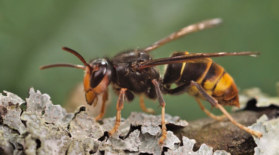 asian hornet