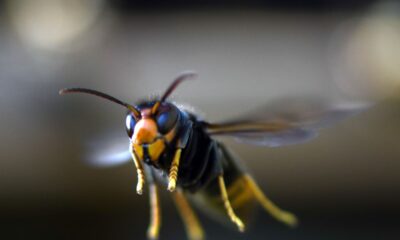 Asian hornets: Public warned of invasive species after record sightings