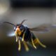 Asian hornets: Public warned of invasive species after record sightings