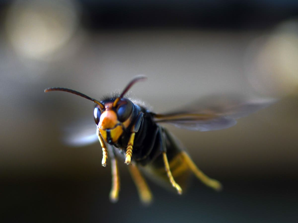 Asian hornets: Public warned of invasive species after record sightings