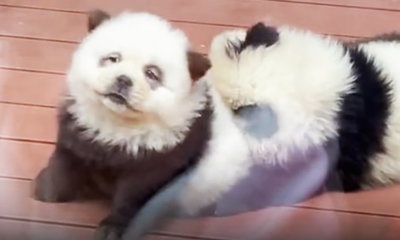 Chinese zoo under fire after dyeing dogs to resemble pandas