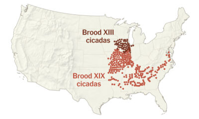 Cicada Maps 2024: Where Two Broods Are Emerging