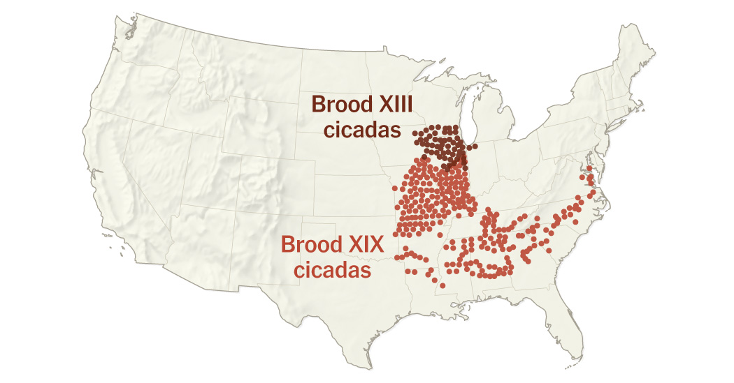 Cicada Maps 2024: Where Two Broods Are Emerging