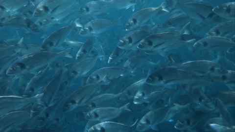 A school of sea bream swimming