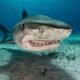 Tiger shark vomits up spiny anteater, shocking Australian scientists