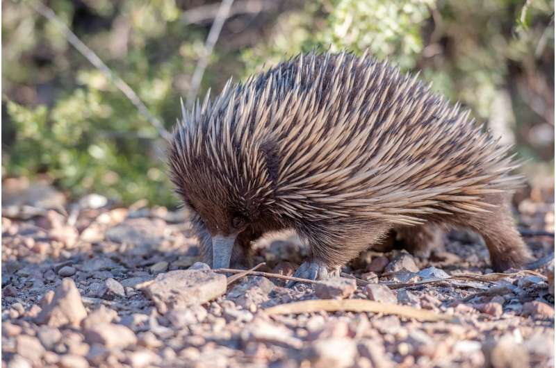 echidna