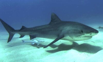 Tiger shark vomits echidna, shocking Australian scientists