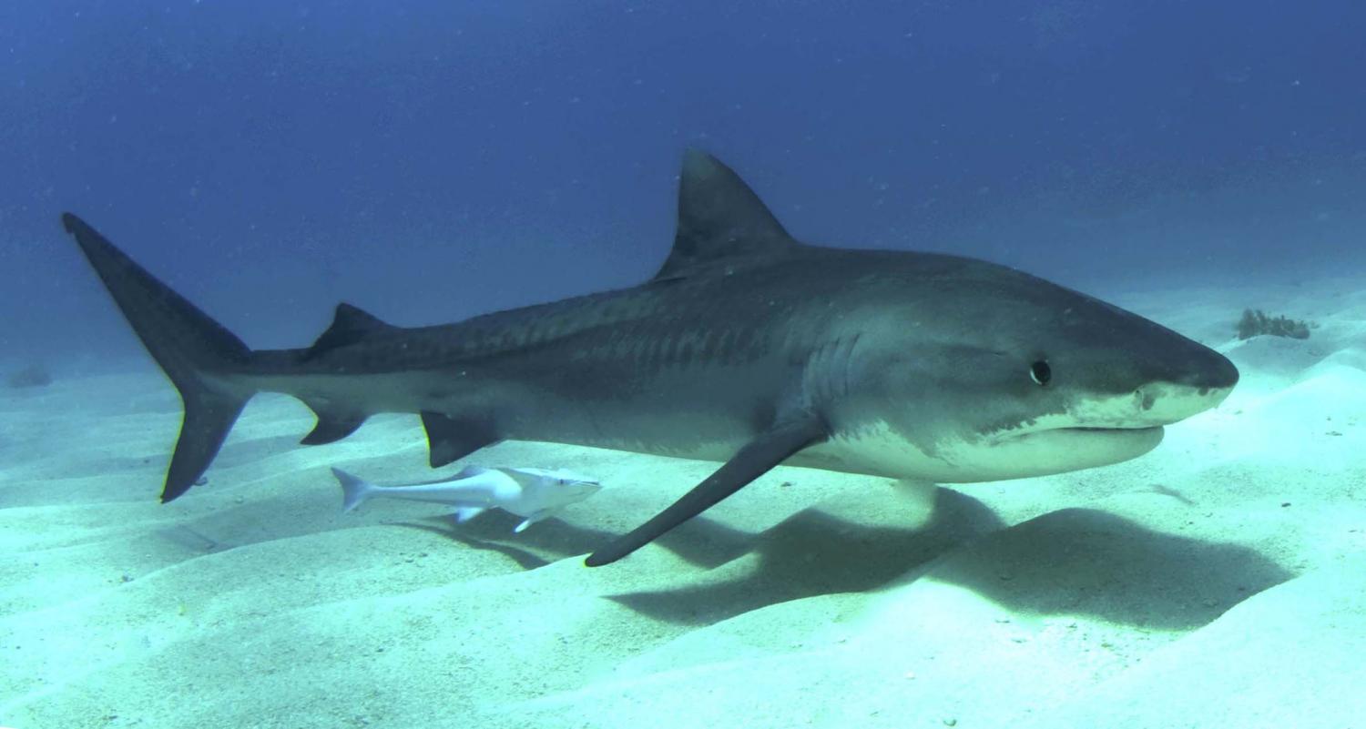 Tiger shark vomits echidna, shocking Australian scientists