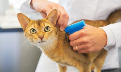 What you need to know about microchipping your cat as pet owners now face a £500 fine