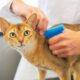 What you need to know about microchipping your cat as pet owners now face a £500 fine