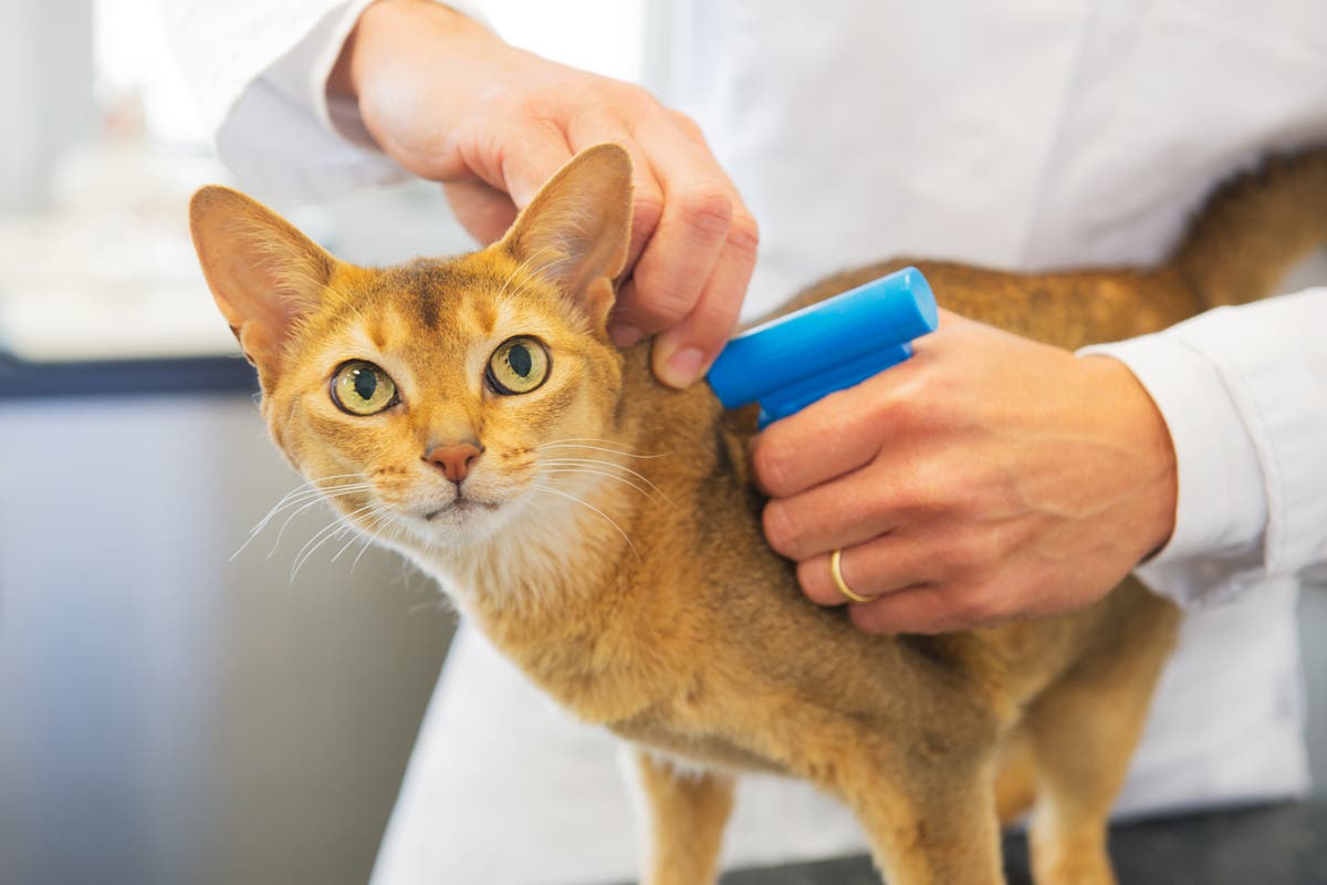 What you need to know about microchipping your cat as pet owners now face a £500 fine