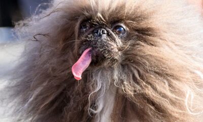 Pekingese called Wild Thang wins World’s Ugliest Dog contest