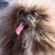 Pekingese called Wild Thang wins World’s Ugliest Dog contest