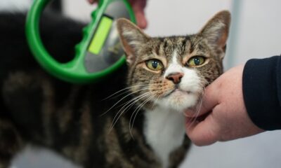 Cat microchipping now mandatory - GOV.UK