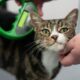 Cat microchipping now mandatory - GOV.UK