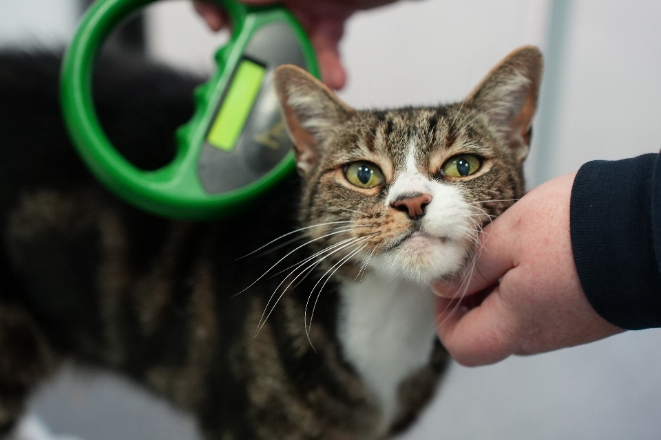 Cat microchipping now mandatory - GOV.UK