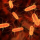 Food-linked E.Coli cases on the rise in UK