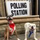 Brighton and Hove elections 2019 – we’ve got it covered