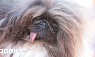 World's ugliest dog contest won by Wild Thang