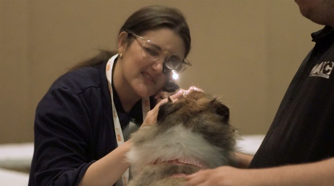 In this screenshot from video, a dog receives an eye exam during training by the North American Veterinary Community.