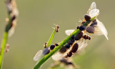 ‘Flying Ant Day’ arrives in UK as swarms of winged insects spotted