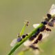 ‘Flying Ant Day’ arrives in UK as swarms of winged insects spotted