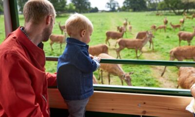 Chance to fawn over baby deer and penguins at Lotherton this summer