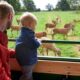 Chance to fawn over baby deer and penguins at Lotherton this summer