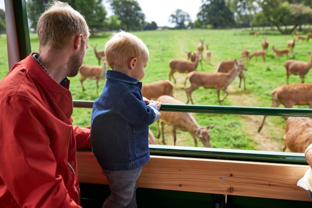 Chance to fawn over baby deer and penguins at Lotherton this summer