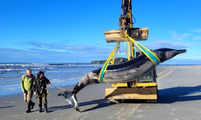 Why scientists are marveling at a potential spade-toothed whale sighting