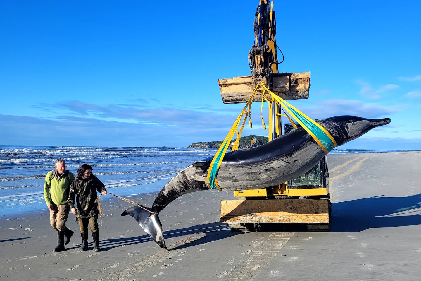 Why scientists are marveling at a potential spade-toothed whale sighting