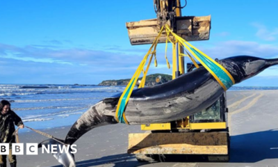 'World's rarest spade-toothed whale' washes up on New Zealand beach