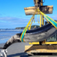 'World's rarest spade-toothed whale' washes up on New Zealand beach