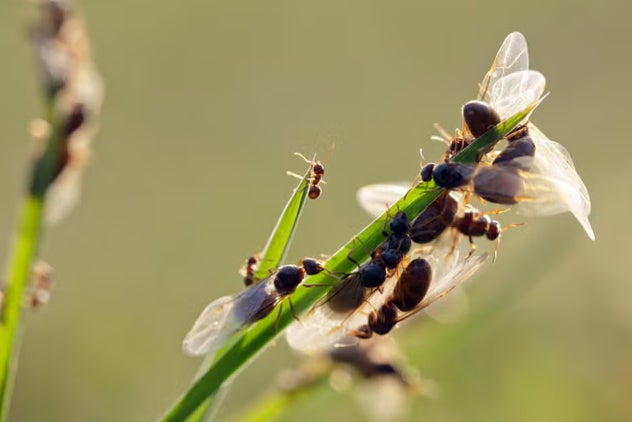 The end of July and beginning of August are a peak time for flying ants