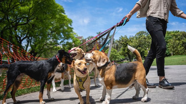 Why dog owners are right to be worried by hot weather as temperatures set to hit 26°C