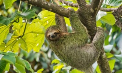 What is sloth fever and can I catch it?