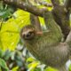 What is sloth fever and can I catch it?