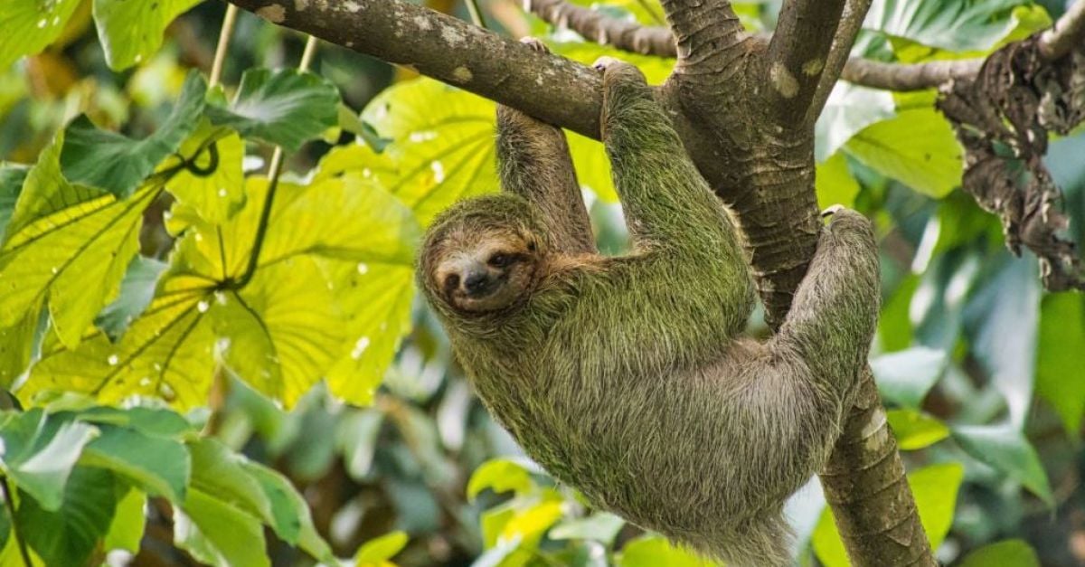 What is sloth fever and can I catch it?