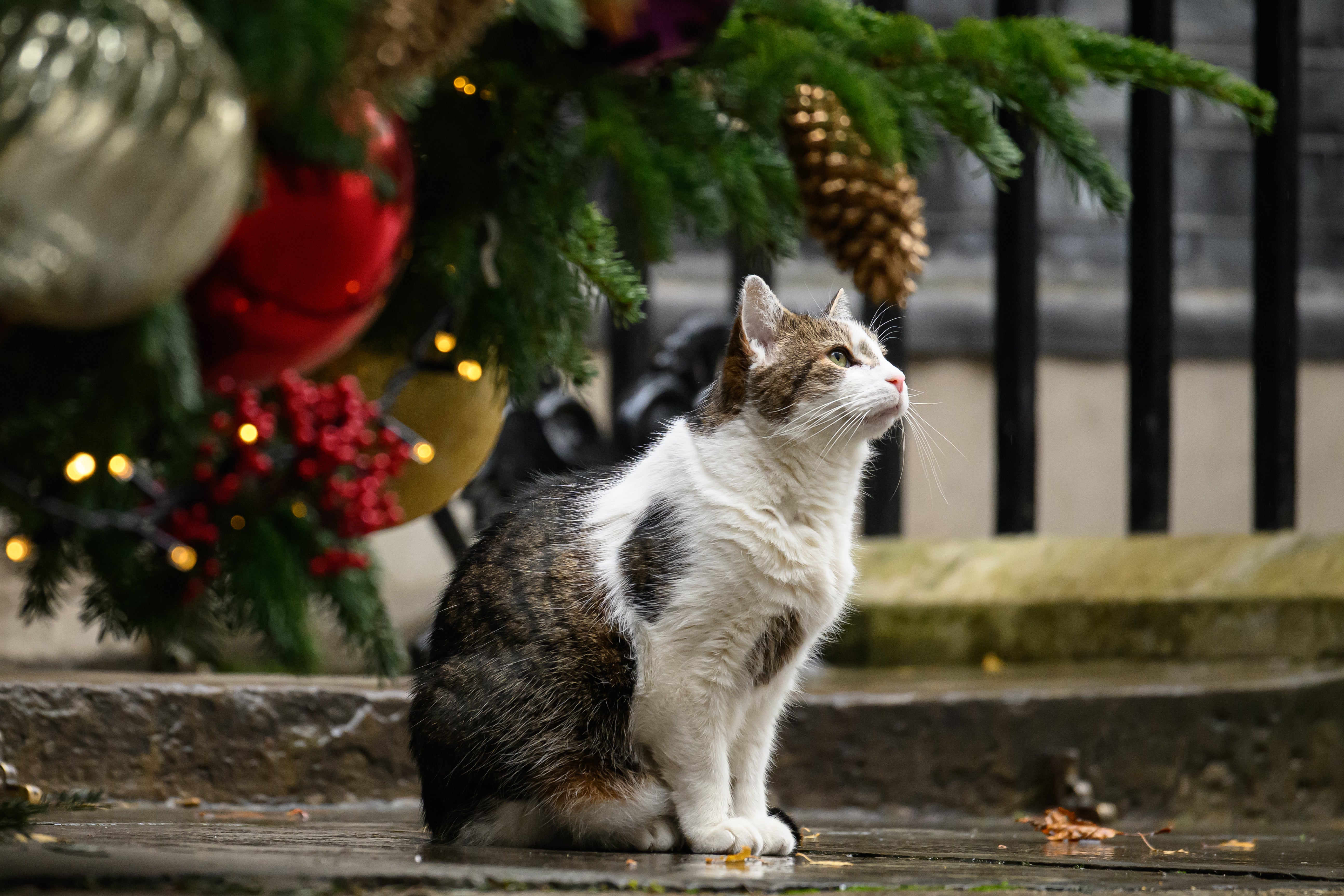 Larry, aged 17, has become a widely loved fixture of Downing Street