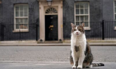 Larry the cat: Downing Street draws up plans for announcing death of ‘chief mouser’