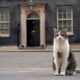 Larry the cat: Downing Street draws up plans for announcing death of ‘chief mouser’