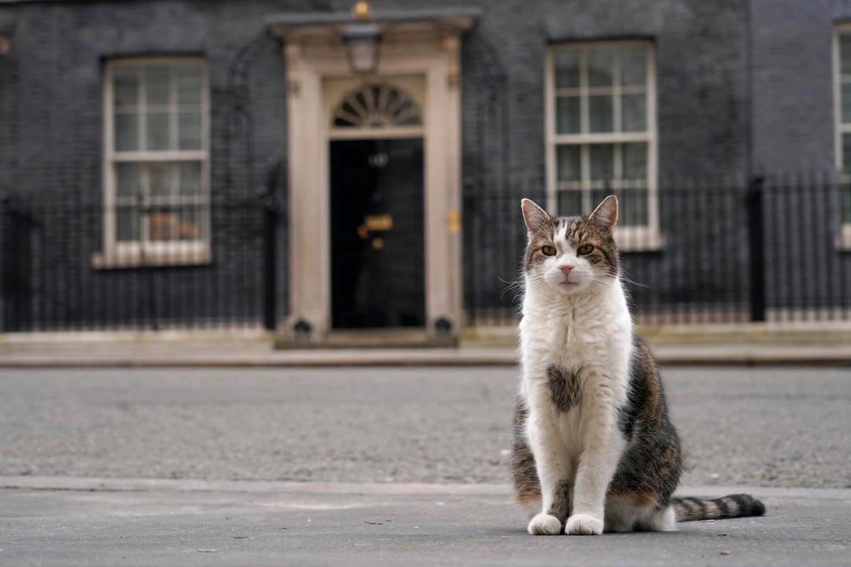 Larry the cat: Downing Street draws up plans for announcing death of ‘chief mouser’